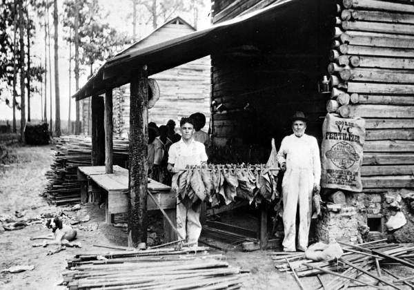 First Tobacco Farms in Florida